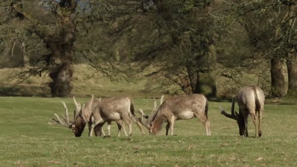 Milu Deer Aussi Connu Sous Nom Pere David Deer Elaphurus — Video