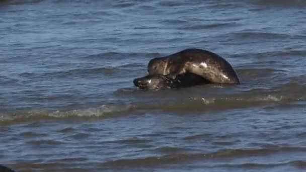 Två Roande Gråsälar Halichoerus Grypus Leker Slagsmål Havet Häckningssäsongen — Stockvideo