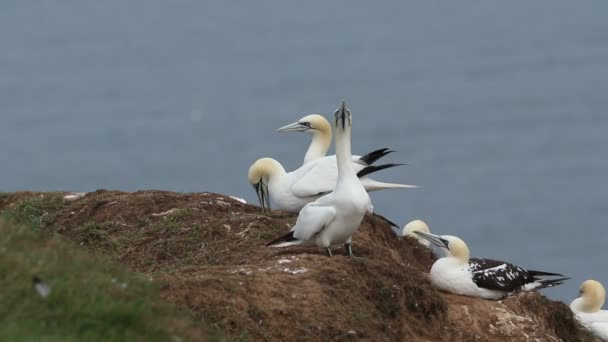 Kolonia Magnificent Gannet Morus Bassanus Skraju Klifów Wielkiej Brytanii — Wideo stockowe