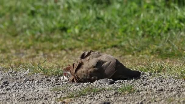 Una Bonita Perdiz Patas Rojas Alectoris Rufa Tomando Baño Polvo — Vídeo de stock