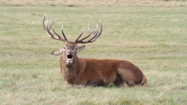 Magnificent Red Deer Stag Cervus Elaphus Lying Grass Bellowing Rutting — Stock Video
