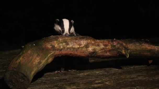 Sebuah Badger Yang Indah Meles Meles Mencari Makan Kayu Dataran — Stok Video