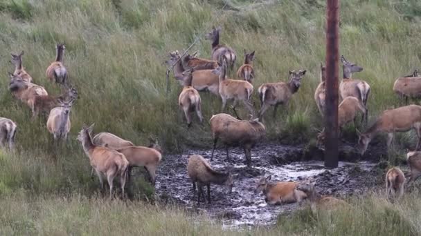 Bellowing Red Deer Stag Cervus Elaphus Wallowing Its Hinds Just — Stock Video