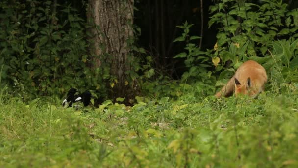 Uma Raposa Vermelha Selvagem Vulpes Vulpes Alimentando Campo Borda Uma — Vídeo de Stock