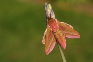 Güzel bir fil şahini güvesi (Deilephila elpenor) bir yaban çiçeğinin üzerinde tünemektedir..