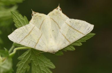 Güzel Kırlangıç kuyruklu bir güve (Ourapteryx sambucaria) yaprağın üzerine tünemiş.