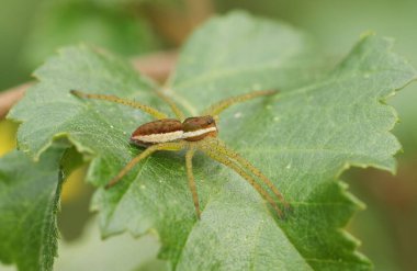 Dolomedes Fimbriatus isimli nadir bir avcı botu İngiltere 'de bataklığın kenarında bir yaprağın üzerinde tünemektedir..