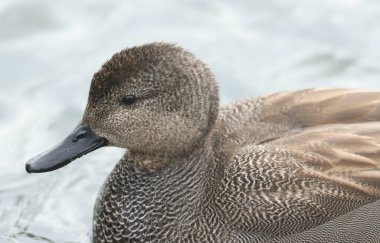 Gadwall (Anas strepera) gölde yüzen çarpıcı bir erkeğin kafasından..