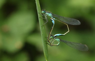 Bir çift yeni ortaya çıkan Mavi kuyruklu genç kız sineği, Ischnura elegans, baharda bir çim yaprağına tüneyen.