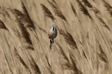A pretty Bearded Tit, Panurus biarmicus, perching on the stem of a reed at the edge of a river in Kent, UK.