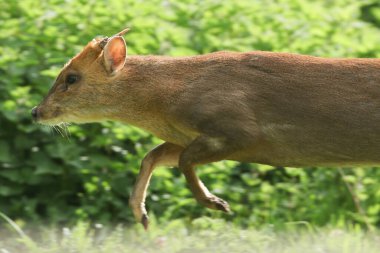 Erkek bir Muntjac geyiği (Muntiacus reesvei) ön bacakları havada çok hızlı koşar..