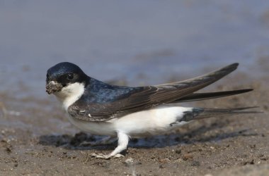 A beautiful House Martin (Delichon urbica) at the side of a puddle with a beak full of mud to make its nest. clipart