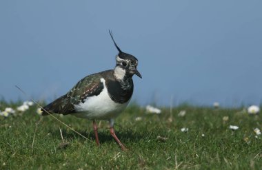A stunning Lapwing, Vanellus vanellus, searching for food in a grassy field at the edge of a water in spring. clipart