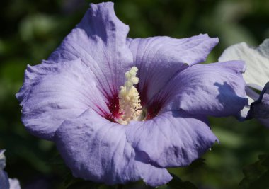 Çiçekli bir Hibiscus çalısı, Malvaceae, bir kır evinde yetişiyor..