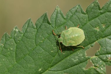 Bir yaprağın üzerine tünemiş yaygın bir Yeşil Shieldbug (Palomena prasina).