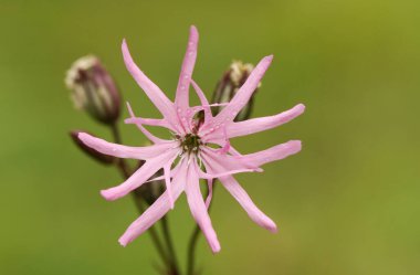 Güzel bir Ragged Robin Çiçeği (Lychnis Flos-Cuculi).