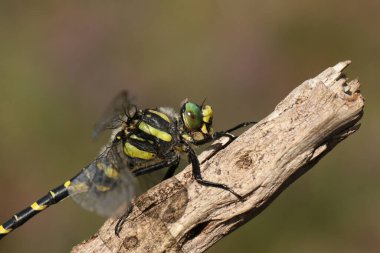 Altın halkalı bir Dragonfly 'ın, Cordulegaster Boltonii' nin, bir dal üzerinde tünediği bir fotoğrafı.. 