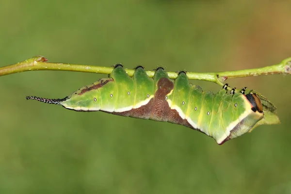 Μια Εκπληκτική Puss Moth Caterpillar Cerura Vinulais Στηρίζεται Ανάποδα Ένα — Φωτογραφία Αρχείου
