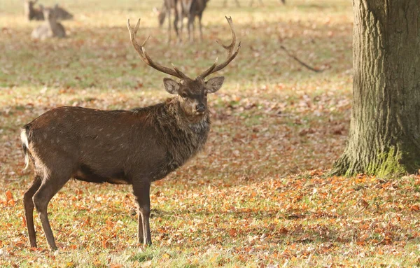 Bellissimo Cervo Sika Manciù Cervo Cervus Nippon Mantchuricus Piedi Campo — Foto Stock