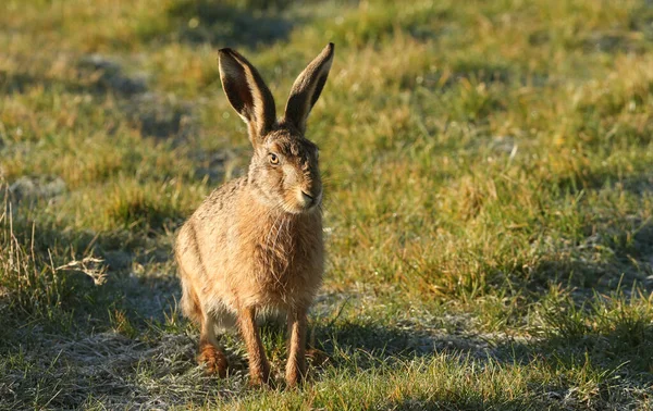 Чудовий Браунський Заєць Lepus Europaeus Стоїть Лузі Морозної Зими — стокове фото