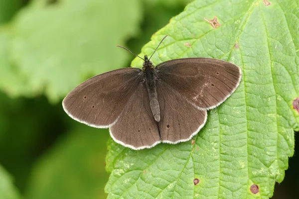 Joli Ringlet Butterfly Aphantopus Hyperantus Perché Sur Une Feuille — Photo