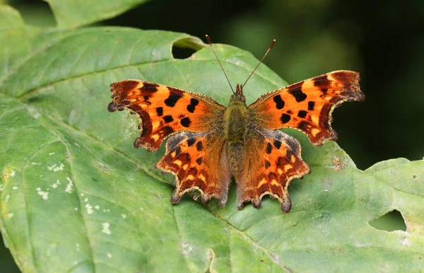 Beautiful Comma Butterfly Polygonia Album Perched Leaf Its Wings Open — Stock Photo, Image