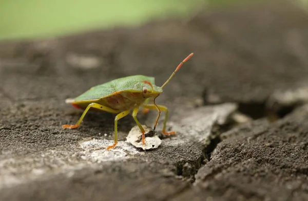 Sıradan bir Yeşil Shieldbug, Palomena prasina, ahşap bir çitte durarak besleniyor.. 