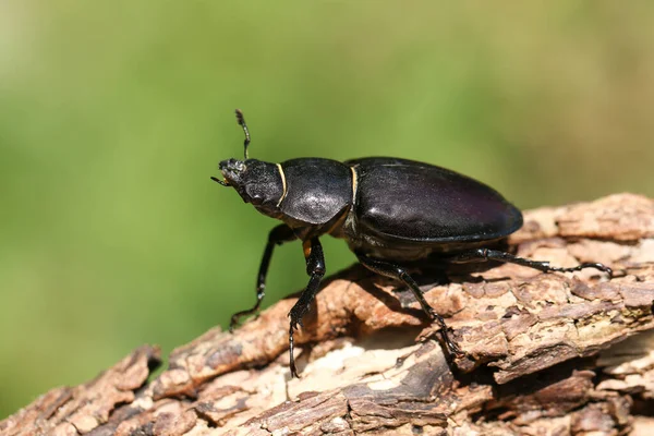 Magnificent Rare Female Stag Beetle Lucanus Cervus Walking Dead Log — Stock Photo, Image