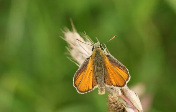 Stunning Small Skipper Butterfly Thymelicus Sylvestris Perched Grass Seed Head — Stock Photo, Image