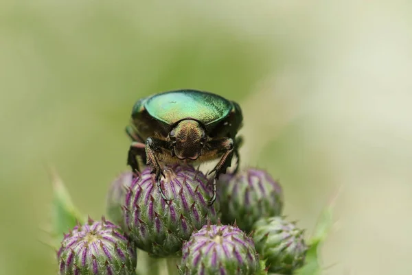 Красивая Роза Chafer Зеленая Роза Chafer Beetle Cetonia Aurata Сидя — стоковое фото