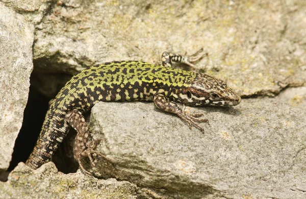 Красивый Мужчина Ящерица Podarcis Muralis Греется Каменной Стене — стоковое фото