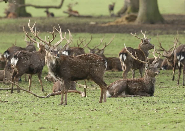 Uma Manada Veados Sika Manchurianos Cervus Nippon Mantchuricus Deitado Prado — Fotografia de Stock