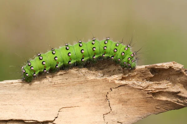 Beautiful Emperor Moth Caterpillar Saturnia Pavonia Walking Branch Heath Land — Stock Photo, Image