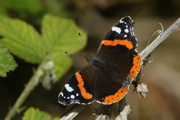 Stunning Red Admiral Butterfly Vanessa Atalanta Perched Plant Its Wings — Stock Photo, Image