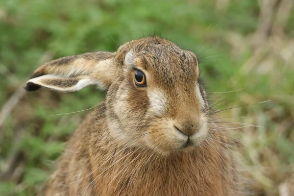 Tiro Cabeça Uma Bela Lebre Marrom Lepus Europaeus Campo Reino — Fotografia de Stock