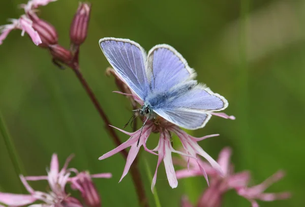 Una Hermosa Mariposa Azul Común Polyommatus Icarus Nectaring Una Flor — Foto de Stock