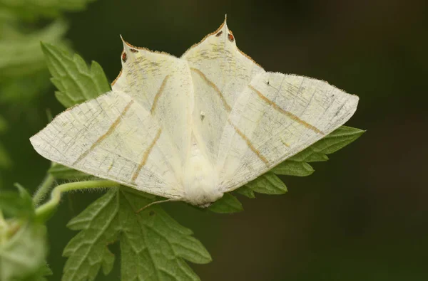 Μια Όμορφη Χελιδονοουρά Σκώρος Ourapteryx Sambucaria Σκαρφαλωμένη Ένα Φύλλο — Φωτογραφία Αρχείου