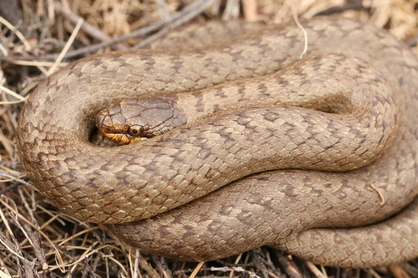 Serpent Lisse Coronella Austriaca Rare Enroulé Dans Sous Bois — Photo