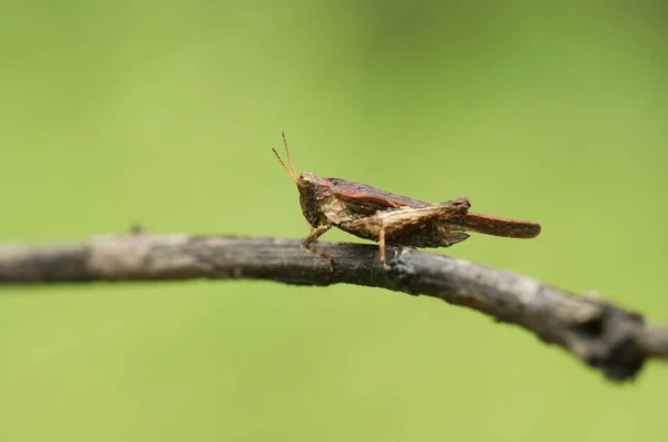 Slender Groundhopper Tetrix Subulata Perched Twig — Stock Photo, Image