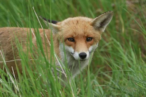 Macho Bonito Selvagem Red Fox Vulpes Vulpes Caçando Campo Primavera — Fotografia de Stock