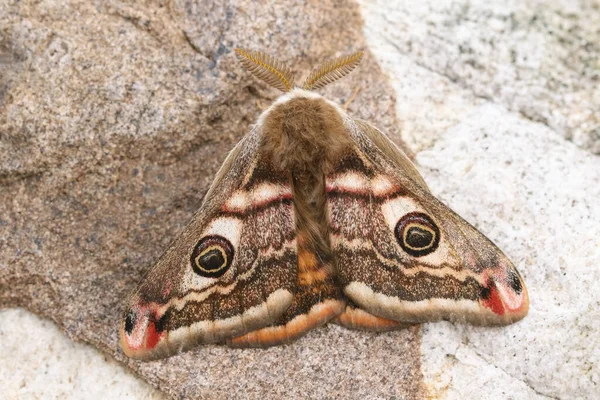 Stunning Male Emperor Moth Saturnia Pavonia Perching Rock Moor Durham — Stock Photo, Image