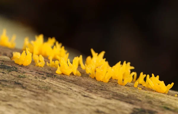 Small Stagshorn Mushrooms Calocera Cornea Growing Dead Tree Forest — Stock Photo, Image