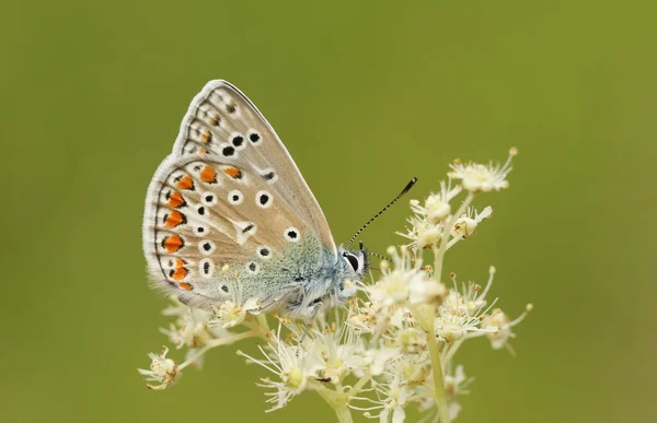 一种常见的蓝蝴蝶 Polyommatus Icarus 产于美朵甜花 Filipendula Ulmaria — 图库照片