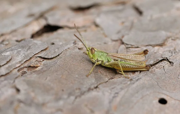 Eine Schöne Heuschrecke Die Auf Einem Baumstamm Auf Einer Wiese — Stockfoto