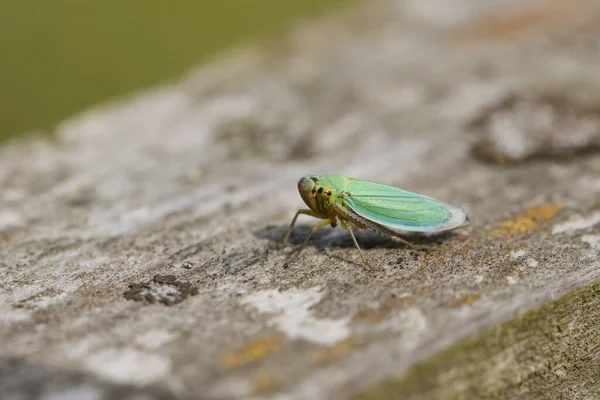 Eine Niedliche Kleine Grüne Blattwespe Cicadella Viridis Die Auf Einem — Stockfoto