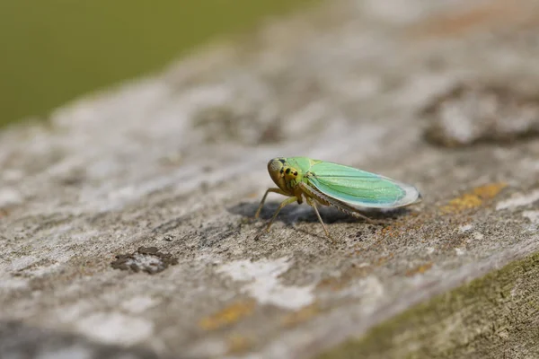 Cute Small Green Leaf Hopper Cicadella Viridis Perching Wooden Fence — Stock Photo, Image