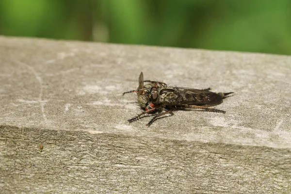 Una Robberfly Alimentándose Presa Otra Mosca — Foto de Stock