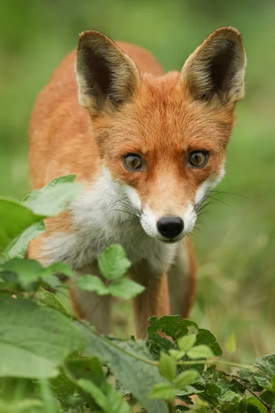 Een Nieuwsgierige Verbluffende Red Fox Vulpes Vulpes Kijkend Vanuit Het — Stockfoto