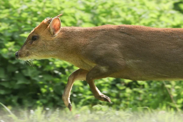 Een Mannetje Muntjac Deer Muntiacus Reesvei Met Zeer Hoge Snelheid — Stockfoto