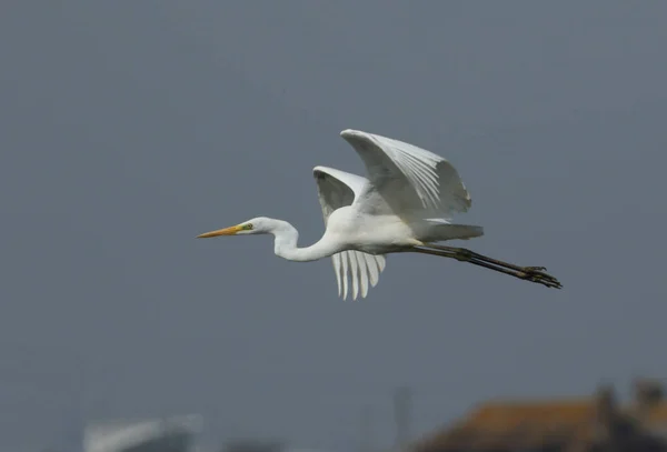 Una Gran Garza Blanca Ardea Alba Vuelo — Foto de Stock